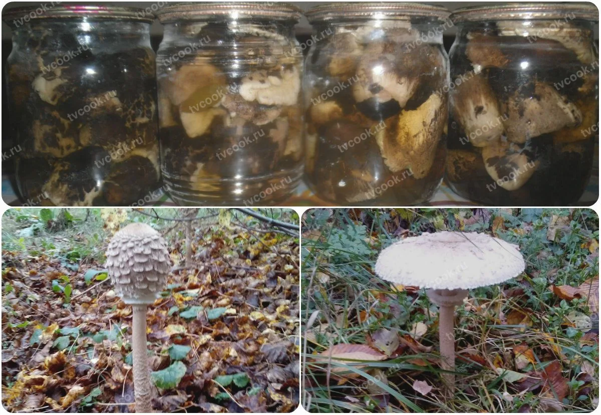 Маринованные грибы-зонтики на зиму