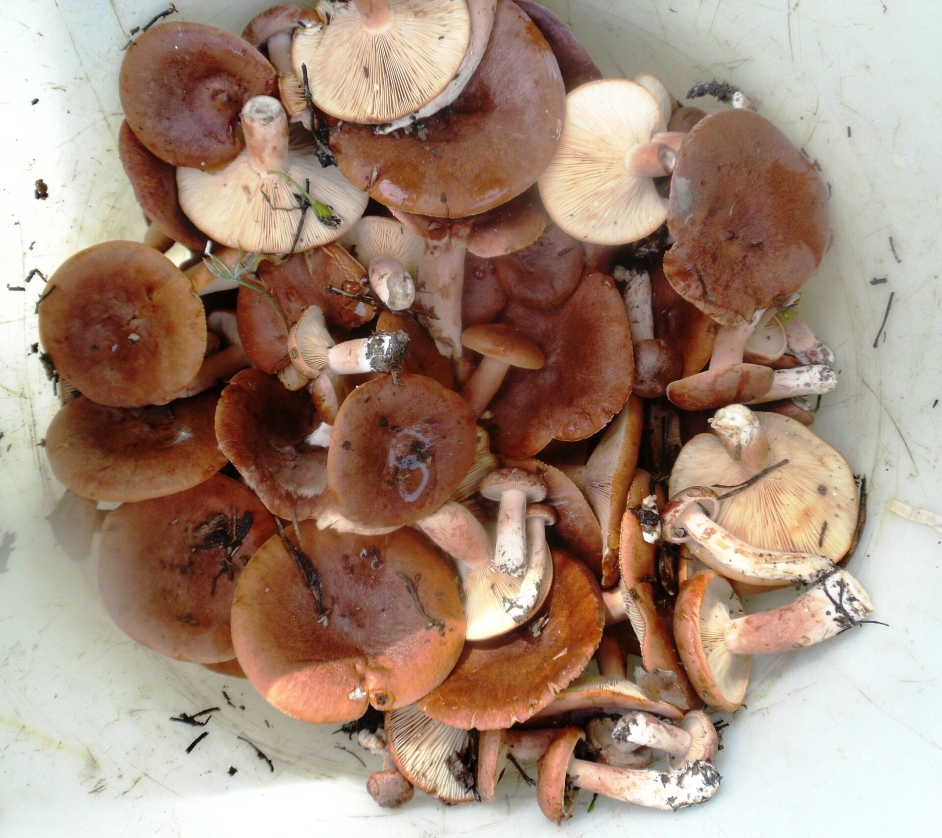 • Отваренные грибы
